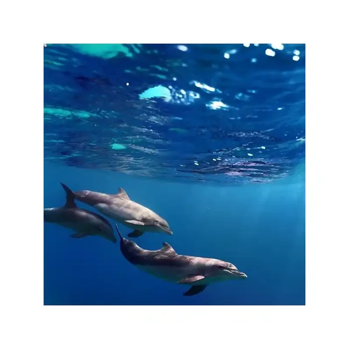 Fotomural Delfines FAN005