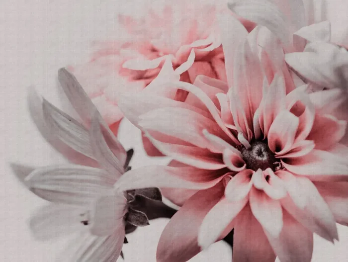 fotomural diseño floral rosa, blanco y gris de One Wall one Role – AS-382701