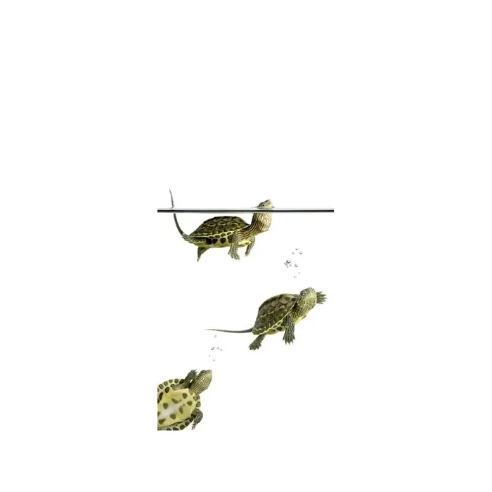 Fotomural DIVING TURTLES MTB-0040