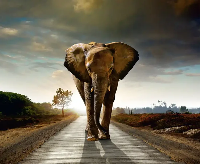 fotomural elefante beige, gris y azul de Sanders & Sanders – 600470