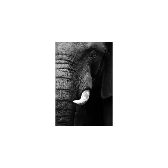 Fotomural Elefante FAN006, 100cm. x 150cm., Vinilo Autoadhesivo Mate, Todo Color, Original, 0x0x0x0 cm.