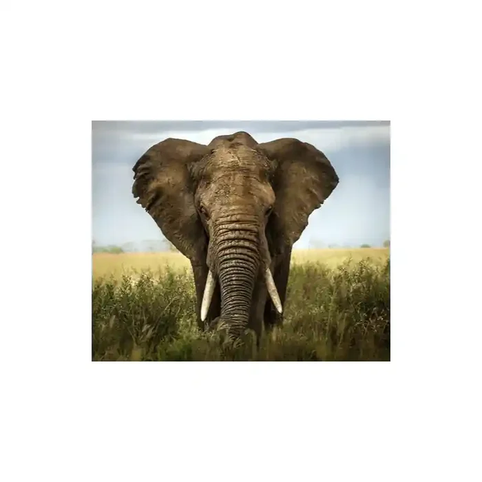 Fotomural Elefante FAN034, 210cm. x 170cm., Vinilo Autoadhesivo Mate, Todo Color, Original, 18.75x0x18.75×0 cm.