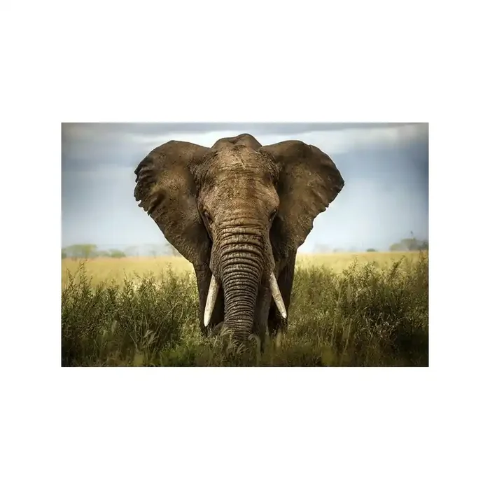 Fotomural Elefante FAN034