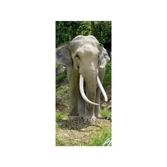 Fotomural ELEPHANT FT-0208