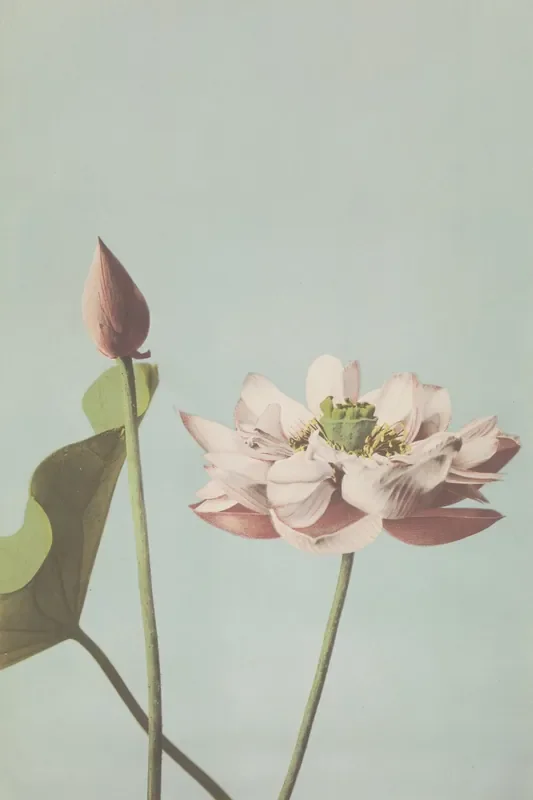 fotomural flor de loto rosa viejo de ESTAhome – 159339
