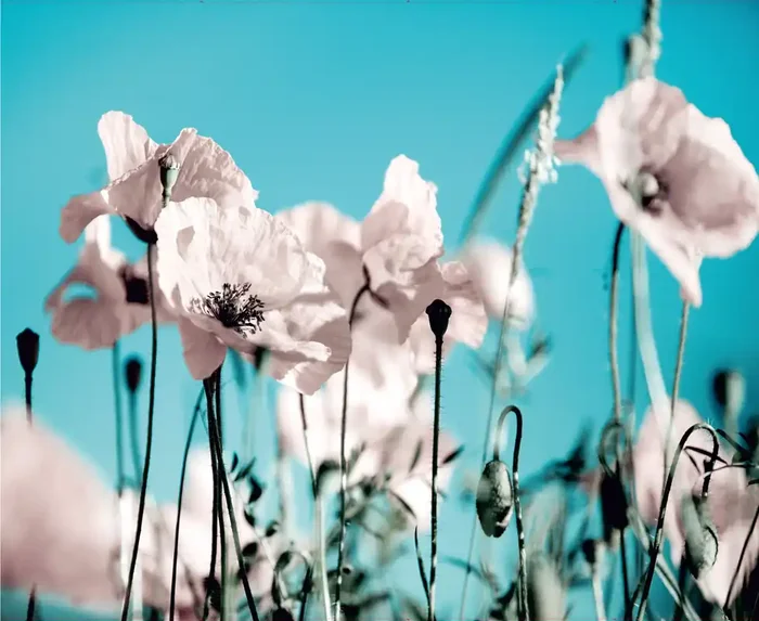 fotomural flores azul y rosa de Sanders & Sanders – 600448