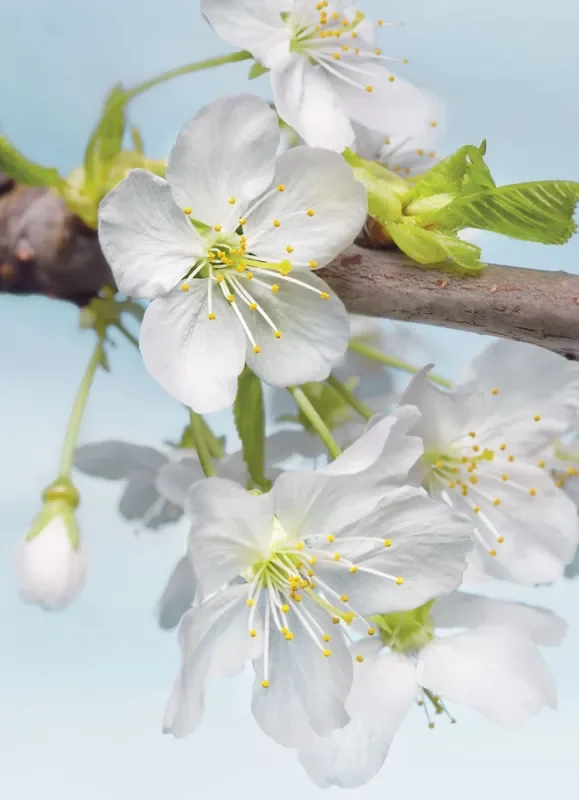 fotomural Flores de cerezo blanco, verde y azul de Sanders & Sanders – 612309