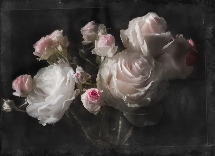 fotomural flores negro, blanco y rosa de Sanders & Sanders – 612300