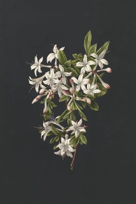 fotomural flores rosa claro y negro de ESTAhome – 159334