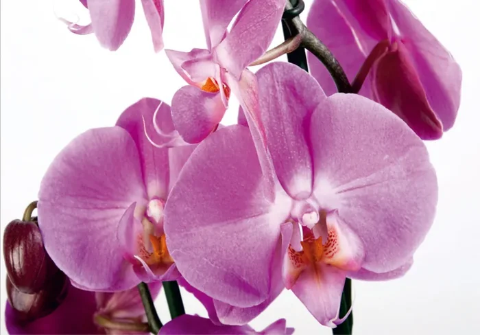 fotomural flores rosa de Sanders & Sanders – 600366