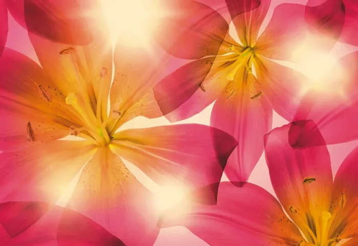 fotomural flores rosa y amarillo de Sanders & Sanders – 612258