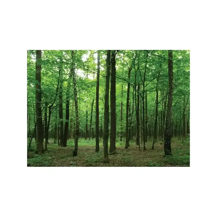 Fotomural FOREST