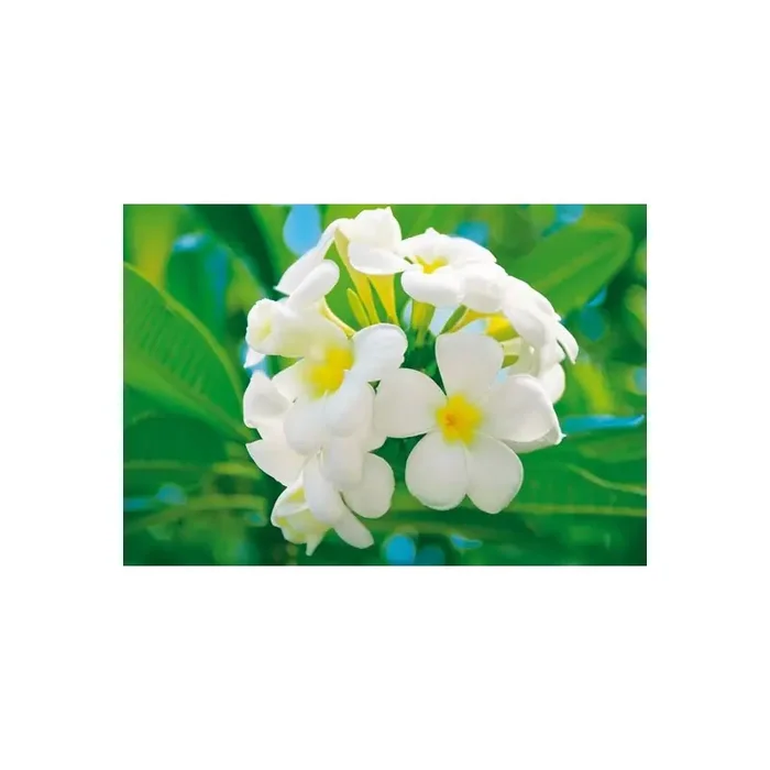 Fotomural FRANGIPANI BLOSSOMS