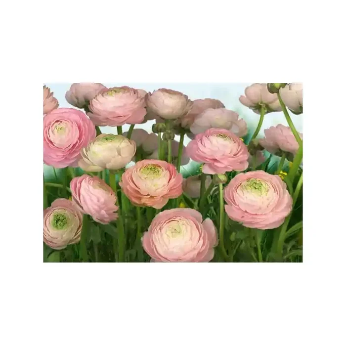fotomural GENTLE ROSÉ