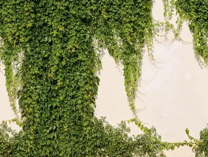 fotomural hedera verde y beige crema de Livingwalls – AS-392271
