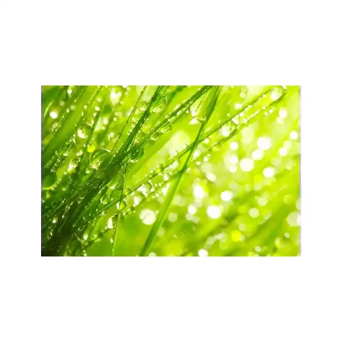 Fotomural Hierba Fresca FNA004, 253.5cm. x 169cm., Vinilo Autoadhesivo Mate, Todo Color, Original, 0x0x0x0 cm.