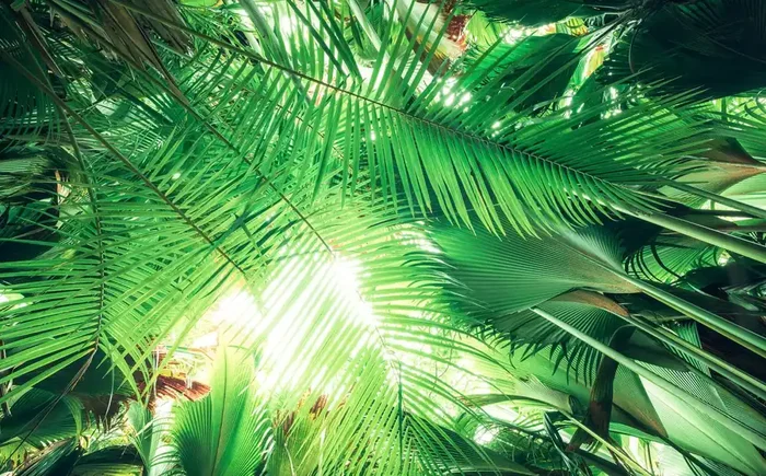 fotomural hojas de la selva verde de Sanders & Sanders – 612620