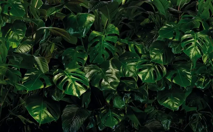 fotomural hojas verde de Sanders & Sanders – 612365