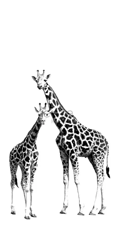 fotomural jirafas negro y blanco de ESTAhome – 158701