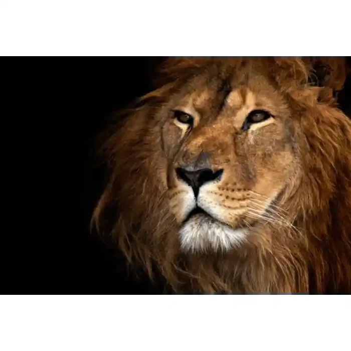 Fotomural Leo FAN012, 100cm. x 67cm., Vinilo Autoadhesivo Mate, Todo Color, Original, 0x0x0x0 cm.