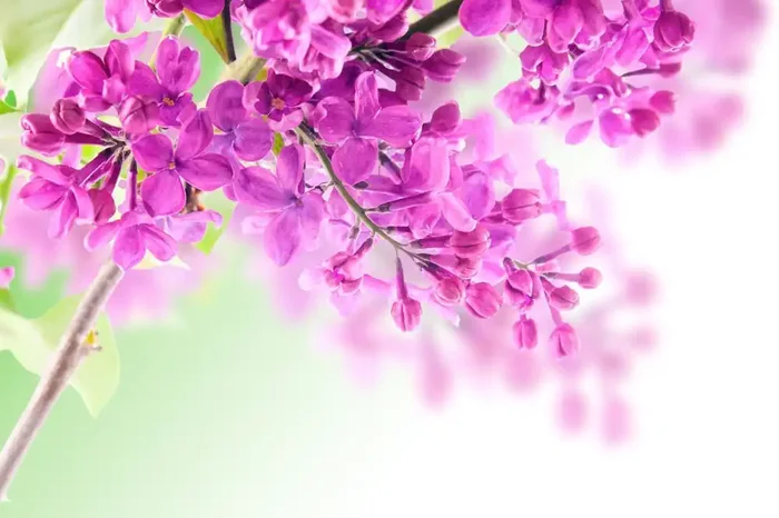 fotomural lilas rosa de ESTAhome – 159310