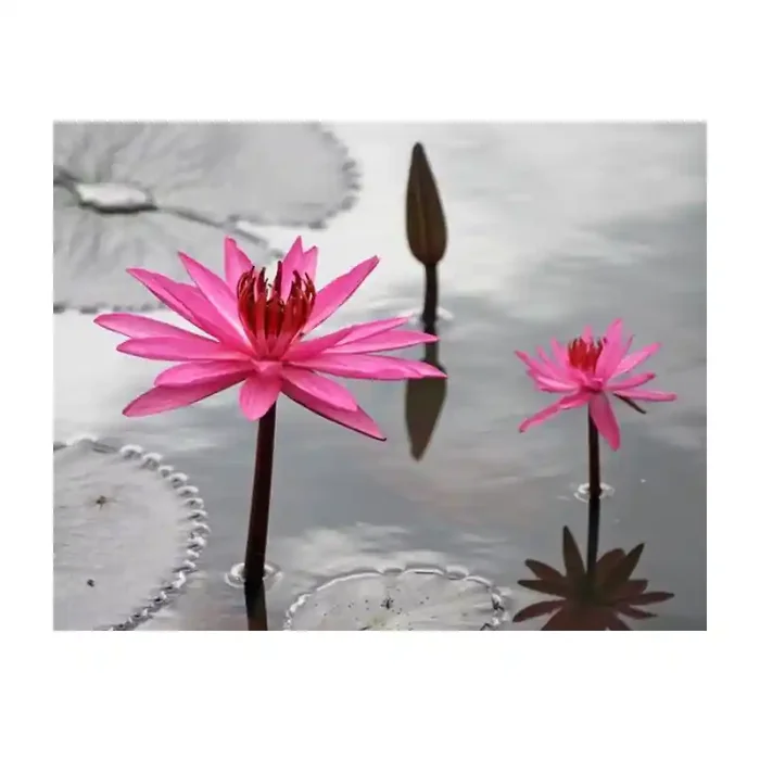 Fotomural Lirios Rosas FFL006, 100cm. x 77cm., Vinilo Autoadhesivo Mate, Todo Color, Original, 0x0x0x0 cm.