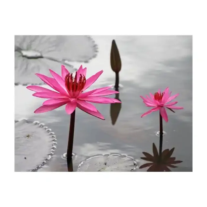 Fotomural Lirios Rosas FFL006, 130cm. x 99.9cm., Vinilo Autoadhesivo Mate, Todo Color, Original, 0x0x0x0 cm.