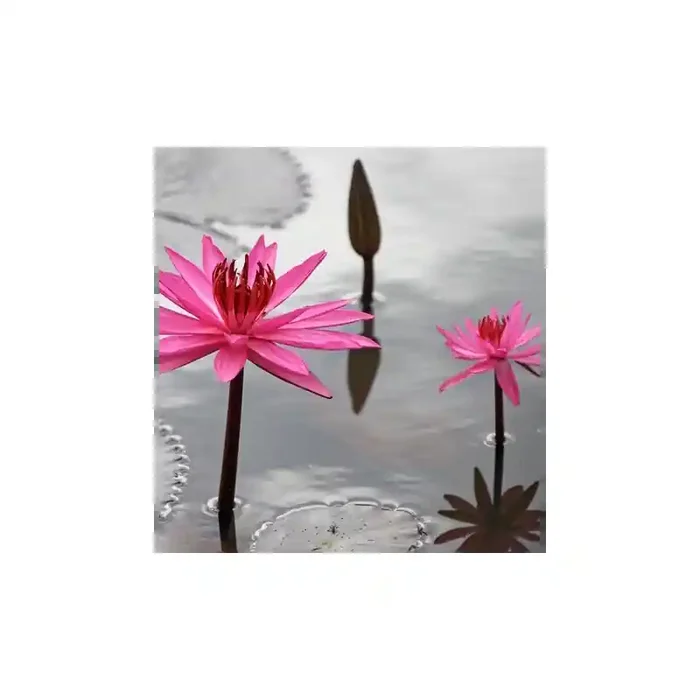 Fotomural Lirios Rosas FFL006, 238cm. x 252cm., Vinilo Autoadhesivo Mate, Todo Color, Original, 42.68x0x22.62×0 cm.