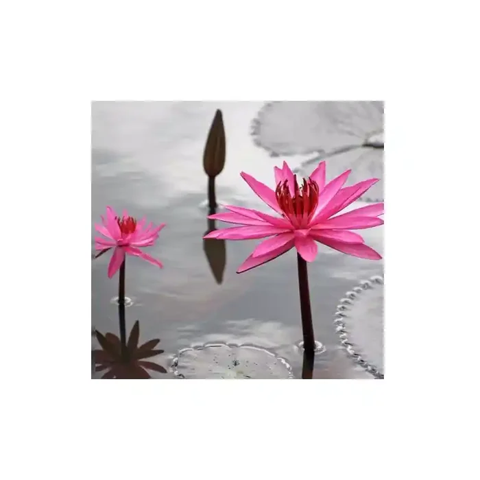 Fotomural Lirios Rosas FFL006, 282cm. x 270cm., Vinilo Autoadhesivo Mate, Todo Color, Invertir, 27.85x0x27.85×0 cm.