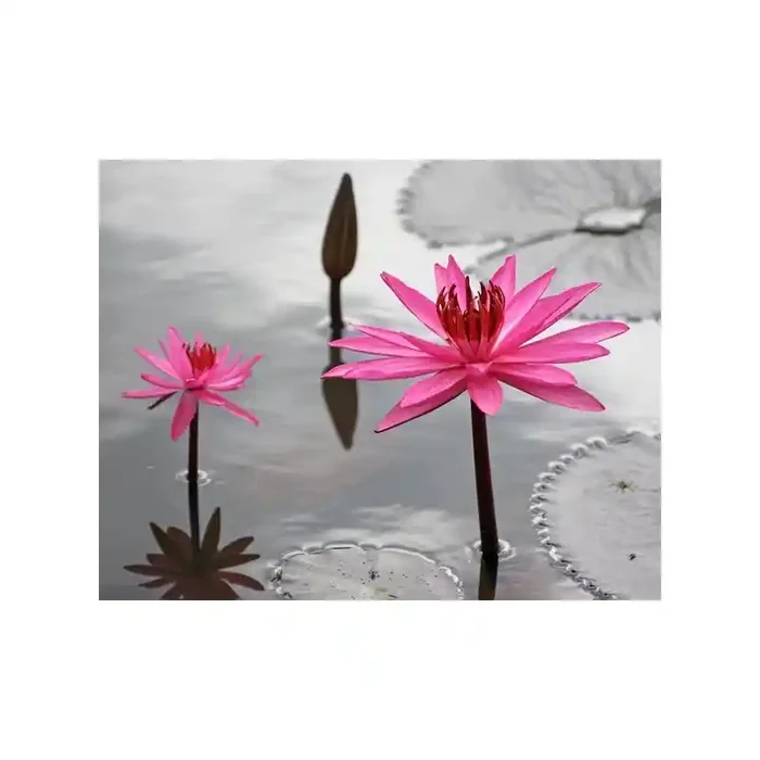 Fotomural Lirios Rosas FFL006, 300cm. x 236cm., Vinilo Autoadhesivo Mate, Todo Color, Invertir, 3.49x0x3.5×0 cm.