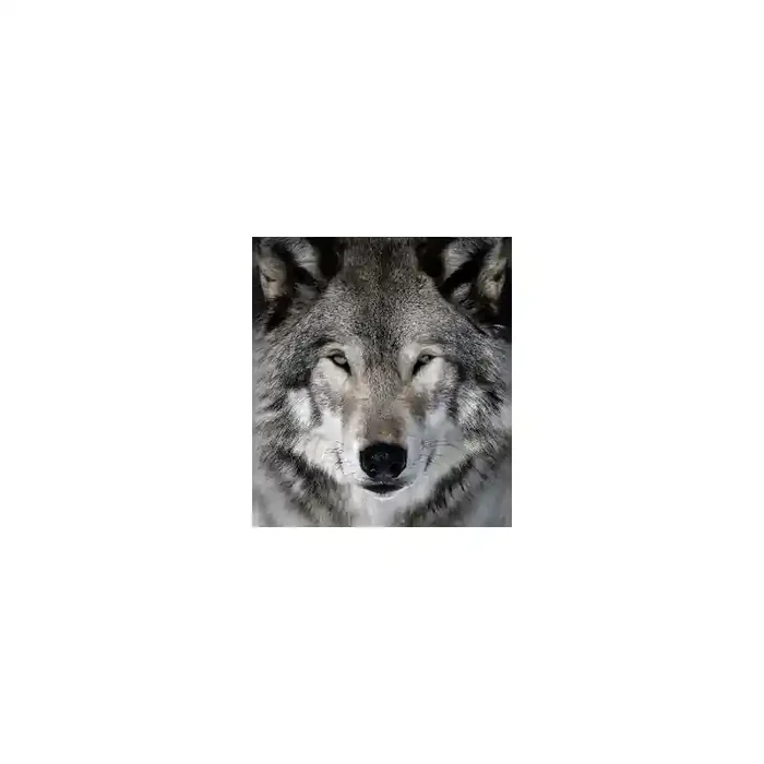 Fotomural Lobo FAN023, 100cm. x 114cm., Vinilo Autoadhesivo Mate, Todo Color, Invertir, 0x0x0x0 cm.
