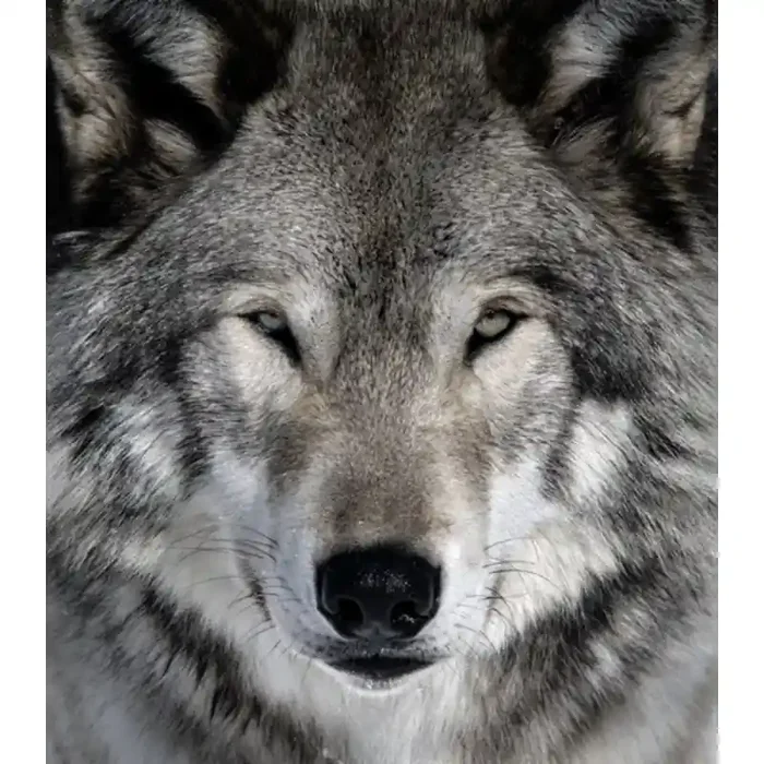 Fotomural Lobo FAN023, 120cm. x 137.1cm., Vinilo Autoadhesivo Mate, Todo Color, Original, 0x0x0x0 cm.