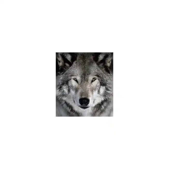 Fotomural Lobo FAN023, 190cm. x 217.1cm., Vinilo Autoadhesivo Mate, Todo Color, Original, 0x0x0x0 cm.