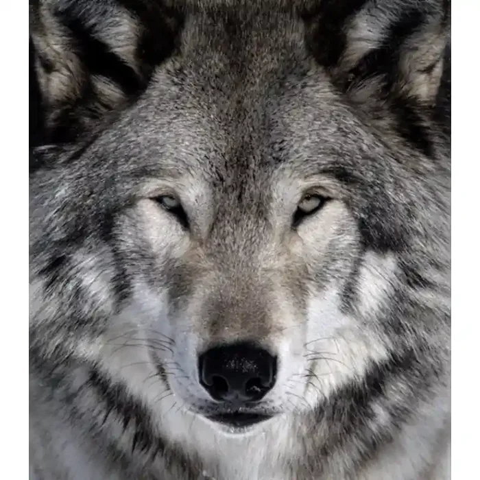 Fotomural Lobo FAN023, 195cm. x 222.9cm., Vinilo Autoadhesivo Mate, Todo Color, Original, 0x0x0x0 cm.