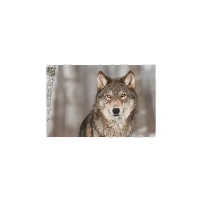 Fotomural Lobo FAN032, 120cm. x 80cm., Vinilo Autoadhesivo Mate, Todo Color, Original, 0x0x0x0 cm.