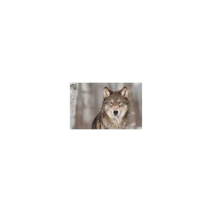 Fotomural Lobo FAN032, 140cm. x 93.1cm., Vinilo Autoadhesivo Mate, Todo Color, Original, 0x0x0x0 cm.