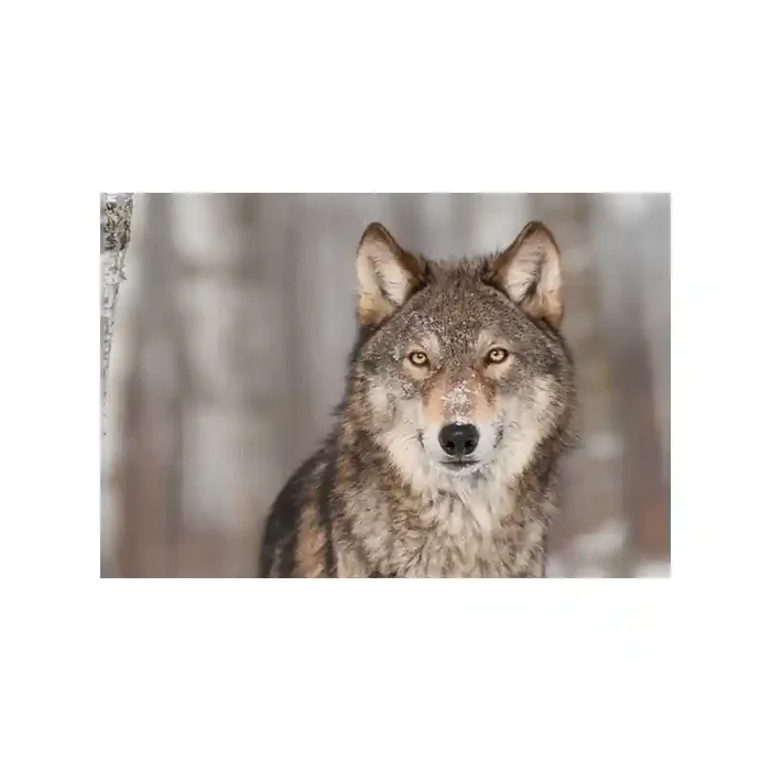 Fotomural Lobo FAN032, 190cm. x 130cm., Vinilo Autoadhesivo Mate, Todo Color, Original, 5.34x0x0x0 cm.