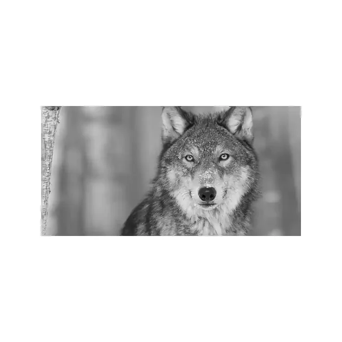 Fotomural Lobo FAN032, 200cm. x 100cm., Vinilo Autoadhesivo Mate, Blanco y Negro, Original, 0x17.35x0x15.65 cm.