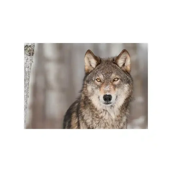 Fotomural Lobo FAN032, 243cm. x 170cm., Vinilo Autoadhesivo Mate, Todo Color, Original, 0x0x12.01×0 cm.