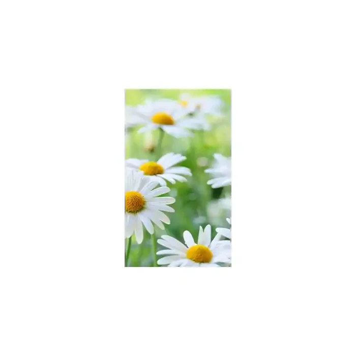 Fotomural Margaritas FFL007, 100cm. x 170cm., Vinilo Autoadhesivo Mate, Todo Color, Invertir, 30.44x0x30.44×0 cm.