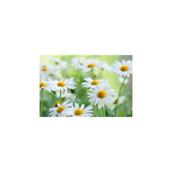 Fotomural Margaritas FFL007, 100cm. x 67cm., Vinilo Autoadhesivo Mate, Todo Color, Original, 0x0x0x0 cm.