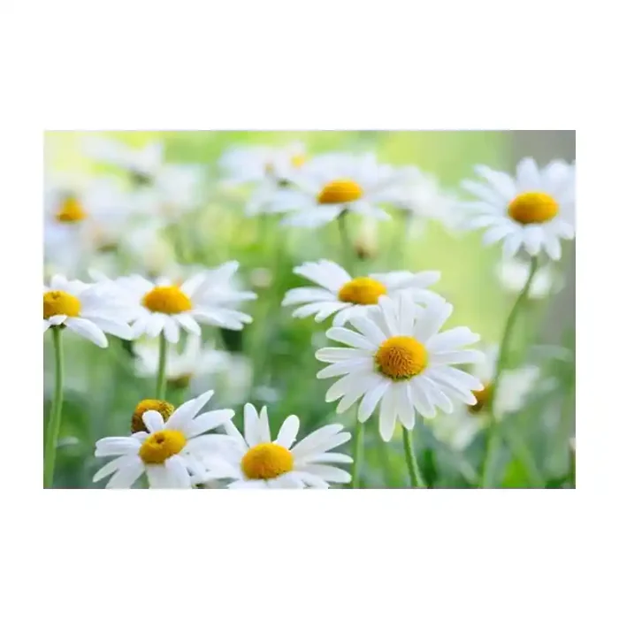 Fotomural Margaritas FFL007, 180cm. x 119.7cm., Vinilo Autoadhesivo Mate, Todo Color, Original, 0x0x0x0 cm.