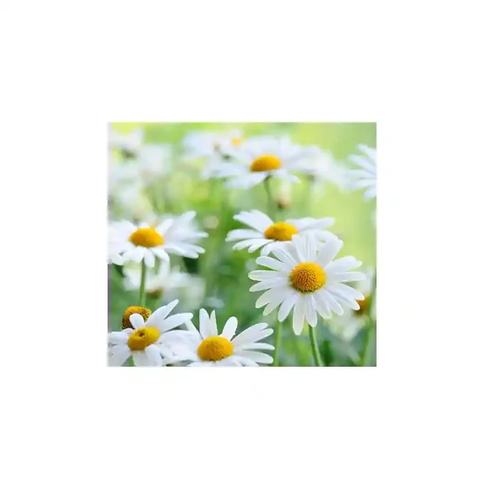 Fotomural Margaritas FFL007, 250cm. x 230cm., Vinilo Autoadhesivo Mate, Todo Color, Original, 34.65x0x34.65×0 cm.