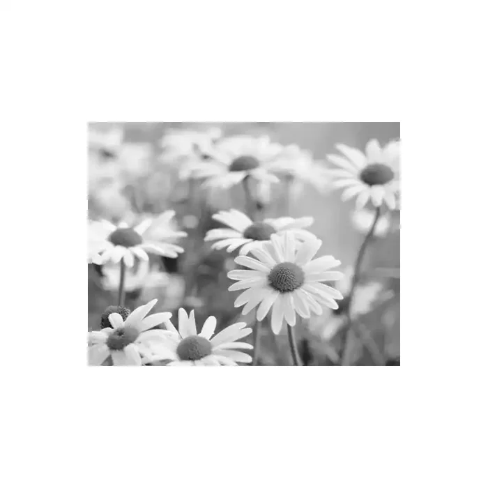 Fotomural Margaritas FFL007, 300cm. x 240cm., Vinilo Autoadhesivo Mate, Blanco y Negro, Original, 42.39x0x8.23×0 cm.