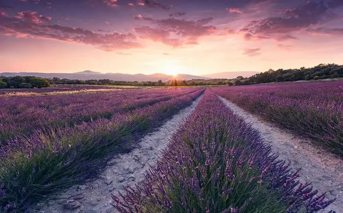 fotomural naturaleza morado lavanda lila pastel claro de Sanders & Sanders – 612638