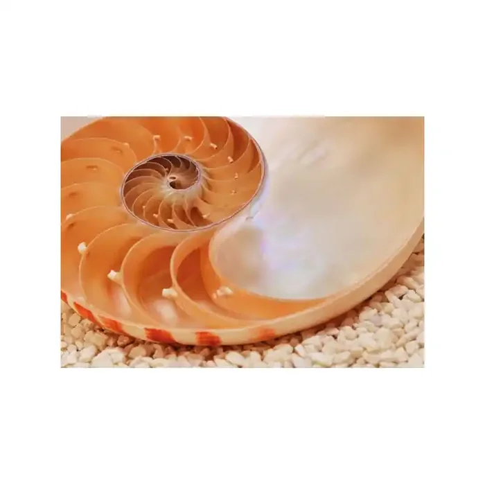 Fotomural NAUTILUS