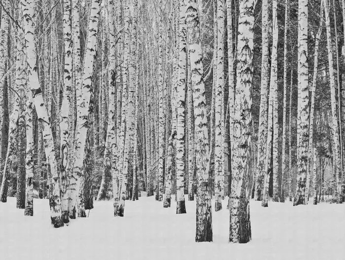 fotomural paisaje boscoso negro, blanco y gris de One Wall one Role – AS-382591