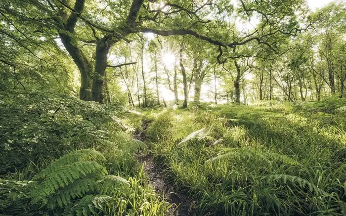 fotomural paisaje boscoso verde de Sanders & Sanders – 612534
