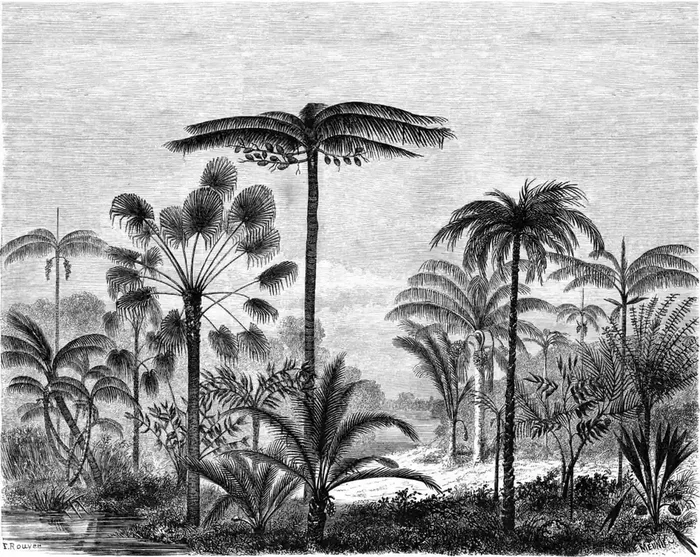 fotomural paisaje con palmeras blanco y negro de ESTAhome – 159354