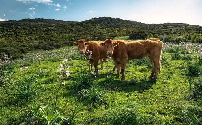 fotomural paisaje con vacas verde de Sanders & Sanders – 612637